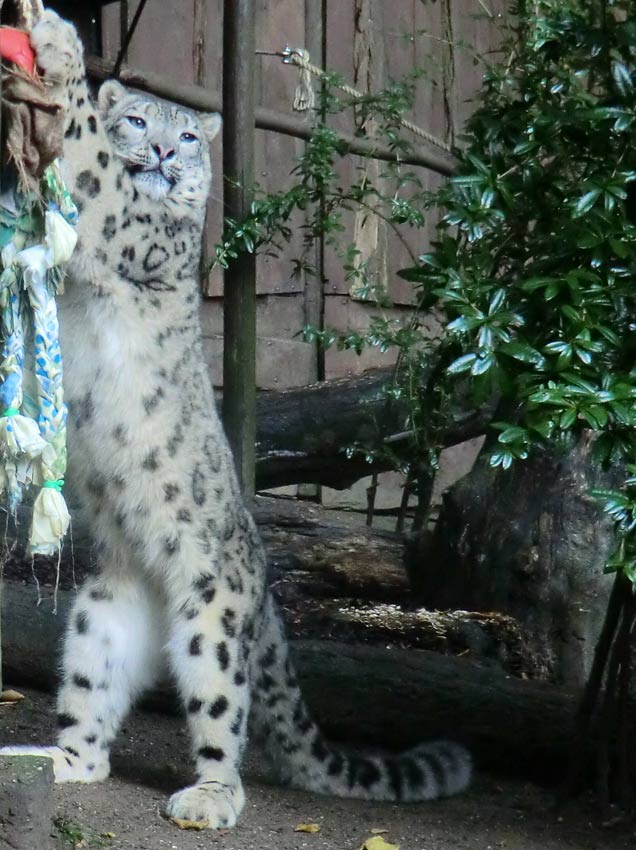 Schneeleopard im Zoo Wuppertal im September 2014