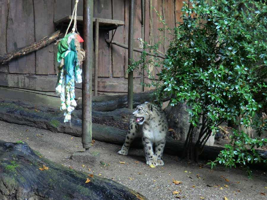 Schneeleopard im Zoologischen Garten Wuppertal im September 2014