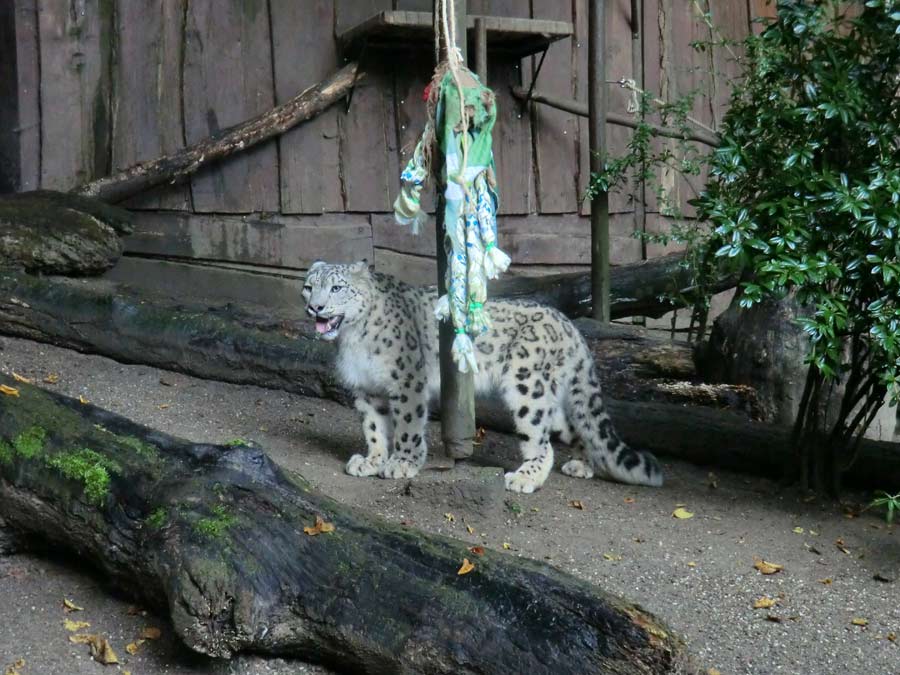 Schneeleopard im Wuppertaler Zoo im September 2014