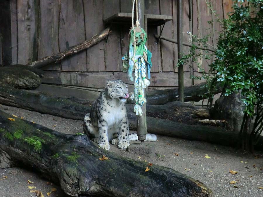 Schneeleopard im Zoo Wuppertal im September 2014