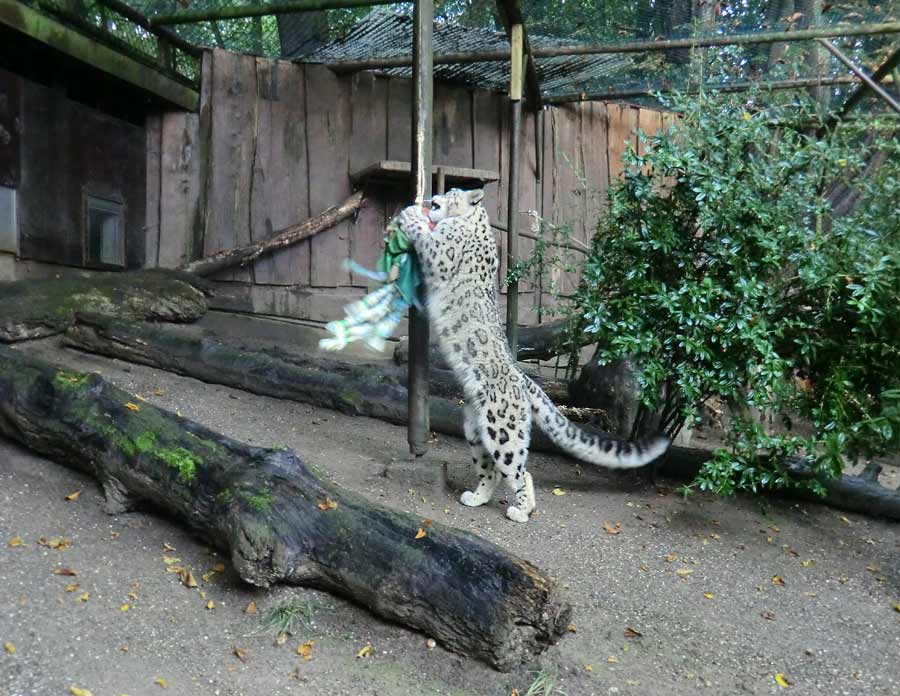 Schneeleopard im Zoo Wuppertal im September 2014