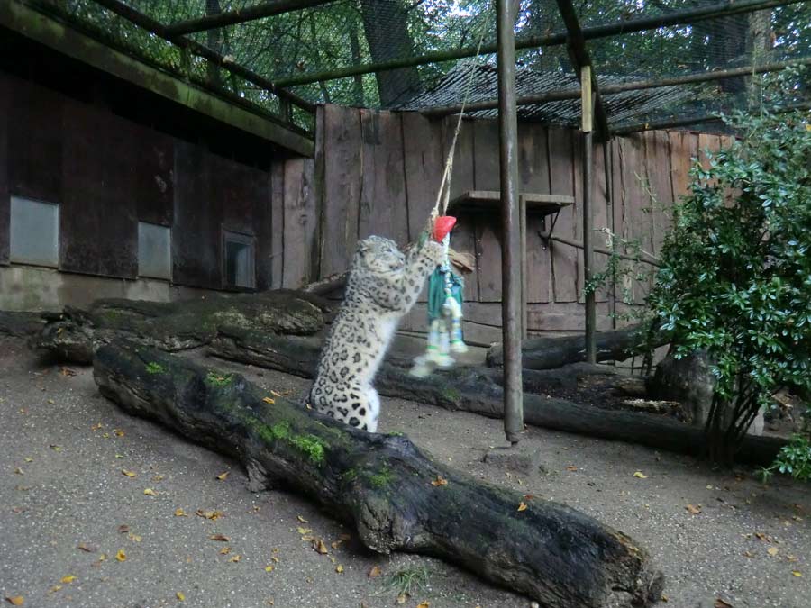 Schneeleopard im Zoologischen Garten Wuppertal im September 2014