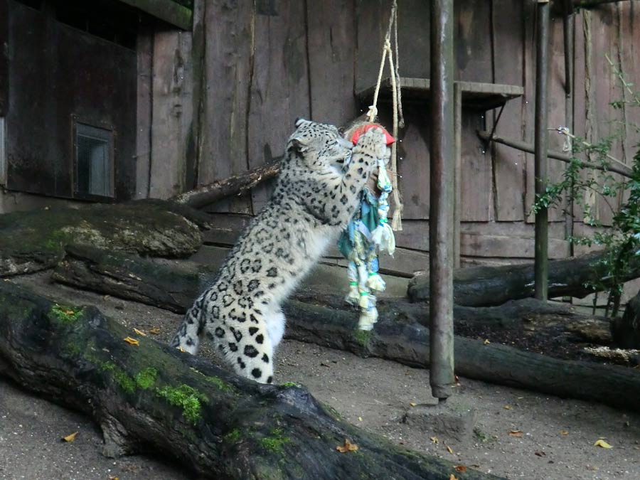 Schneeleopard im Wuppertaler Zoo im September 2014