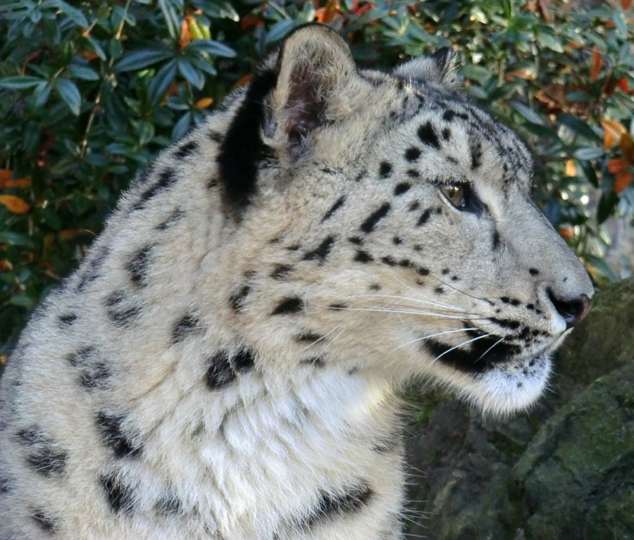 Schneeleopard im Zoo Wuppertal im November 2014