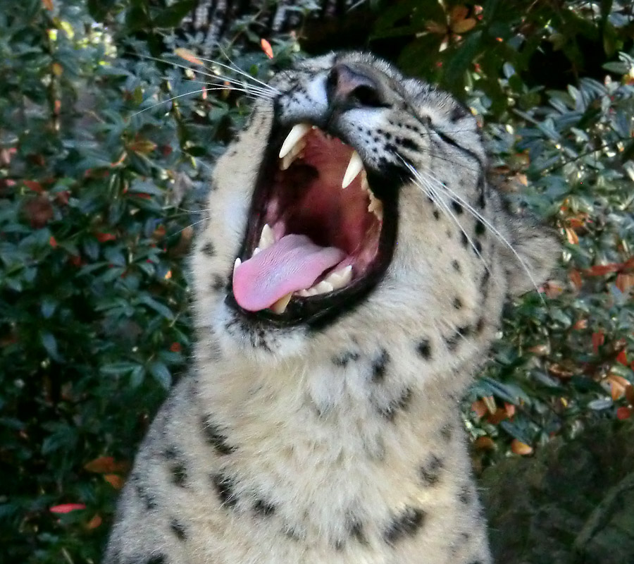 Schneeleopard im Grünen Zoo Wuppertal im November 2014