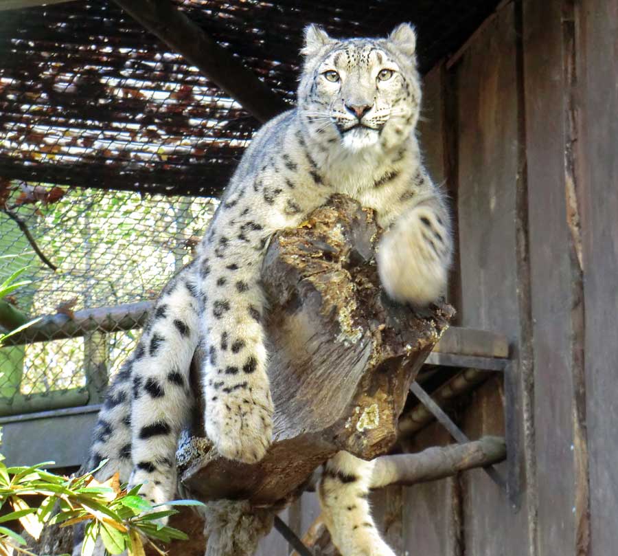 Schneeleopard im Zoo Wuppertal im November 2014