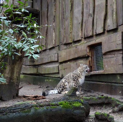 Schneeleopardin "Aditi" im Februar 2016 vor dem Schmusegitter zum Nachbargehege der Schneeleoparden im Grünen Zoo Wuppertal