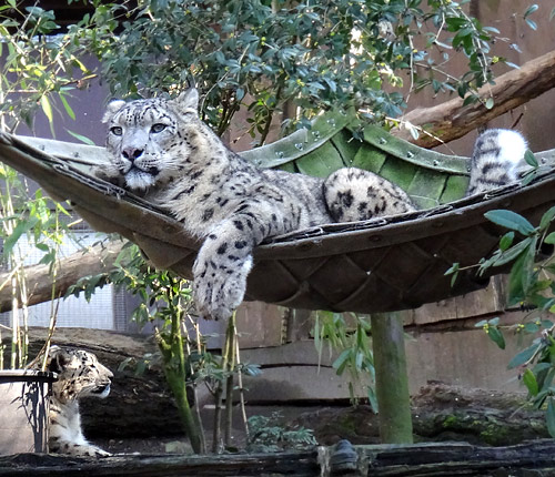 Schneeleopardin "Aditi" und Schneeleopard "Irbis" am 27. Februar 2016 im Zoo Wuppertal