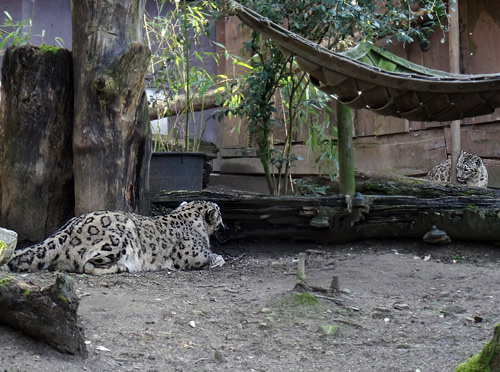 Schneeleopard "Irbis" und Schneeleopardin "Aditi" am 27. Februar 2016 im Zoologischen Garten Wuppertal