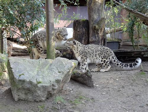 Schneeleopard "Irbis" und Schneeleopardin "Aditi" am 27. Februar 2016 im Zoo Wuppertal