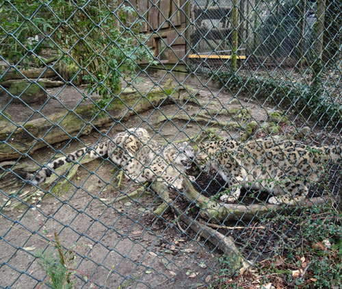 Schneeleoparden am 28. Februar 2016 im Zoologischen Garten der Stadt Wuppertal