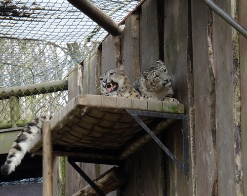 Schneeleoparden am 28. Februar 2016 im Zoologischen Garten der Stadt Wuppertal