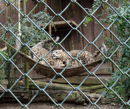 Schneeleoparden am 28. Februar 2016 gemeinsam auf der Hängematte im Zoologischen Garten der Stadt Wuppertal