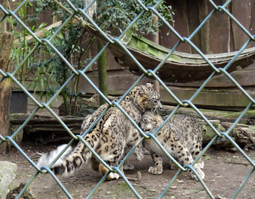 Schneeleoparden am 28. Februar 2016 im Zoologischen Garten der Stadt Wuppertal