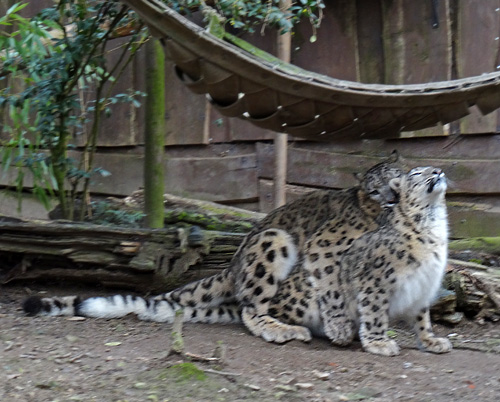 Paarung der Schneeleoparden "Aditi" und "Irbis" am 28. Februar 2016 im Zoologischen Garten der Stadt Wuppertal