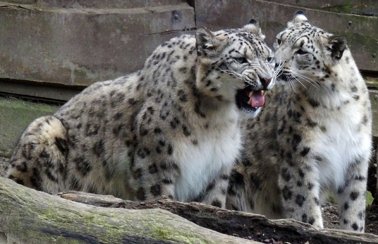 Schneeleopard Irbis und Schneeleopardin Aditi im Zoo Wuppertal am 10. April 2016