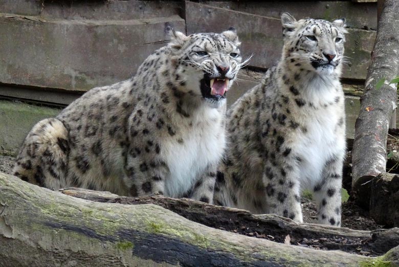 Schneeleopard Irbis und Schneeleopardin Aditi im Zoologischen Garten Wuppertal am 10. April 2016