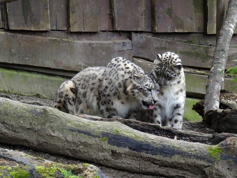 Schneeleopard Irbis und Schneeleopardin Aditi im Grünen Zoo Wuppertal am 10. April 2016