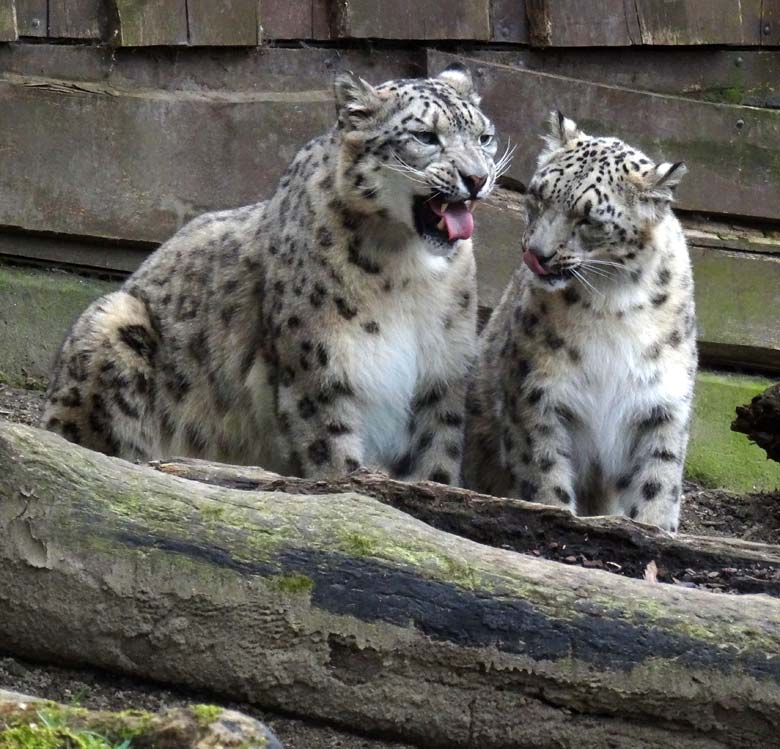 Schneeleopard Irbis und Schneeleopardin Aditi im Wuppertaler Zoo am 10. April 2016