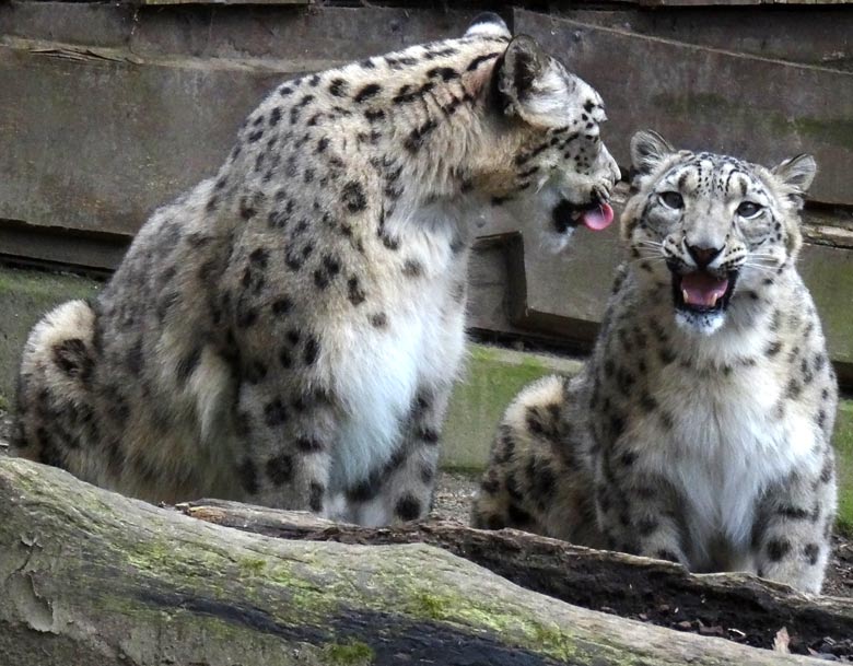 Schneeleopard Irbis und Schneeleopardin Aditi im Zoo Wuppertal am 10. April 2016