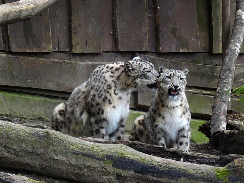 Schneeleopard Irbis und Schneeleopardin Aditi im Zoologischen Garten Wuppertal am 10. April 2016