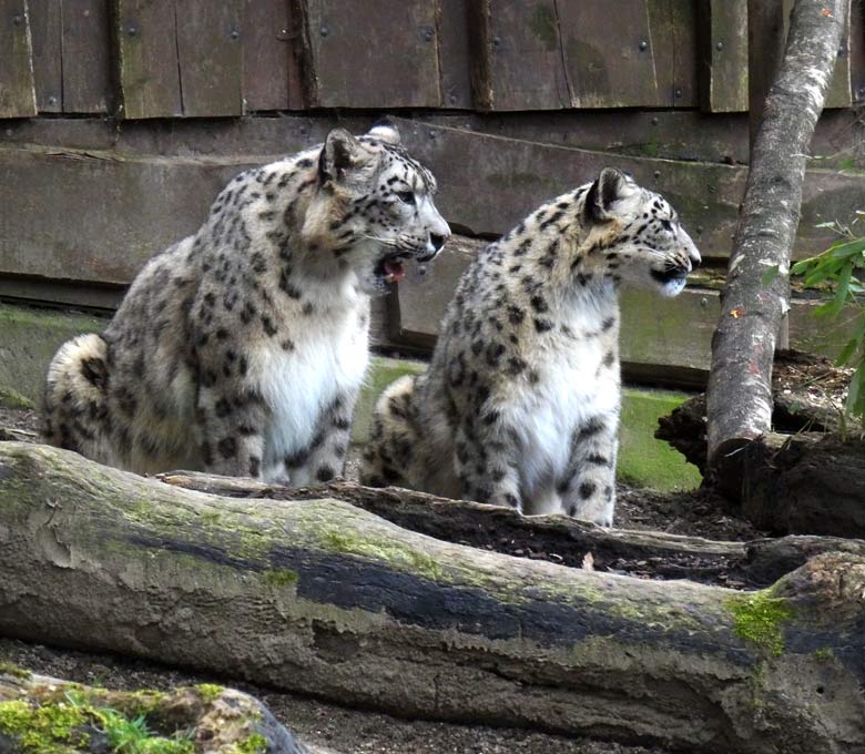 Schneeleopard Irbis und Schneeleopardin Aditi im Grünen Zoo Wuppertal am 10. April 2016