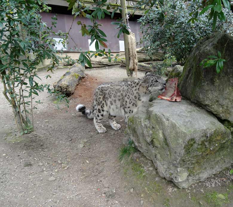 Schneeleopard im Wuppertaler Zoo am 10. April 2016