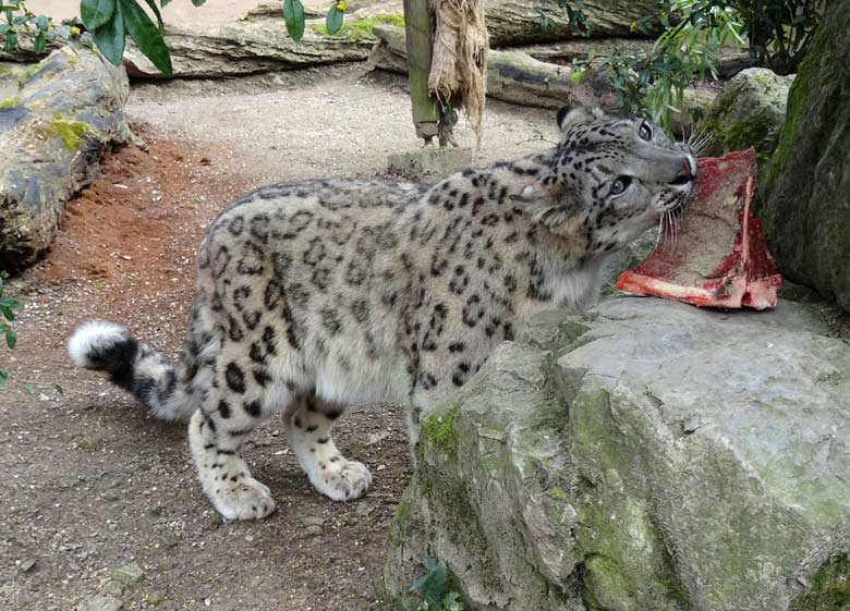 Schneeleopard im Zoo Wuppertal am 10. April 2016