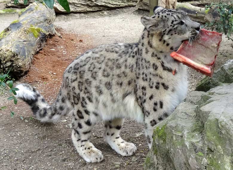 Schneeleopard im Zoologischen Garten der Stadt Wuppertal am 10. April 2016