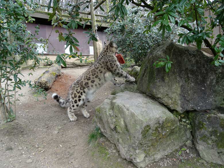 Schneeleopard im Grünen Zoo Wuppertal am 10. April 2016