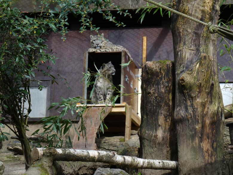 Schneeleoparden-Kater Irbis und Schneeleoparden-Katze Irbis am 22. April 2016 im Grünen Zoo Wuppertal