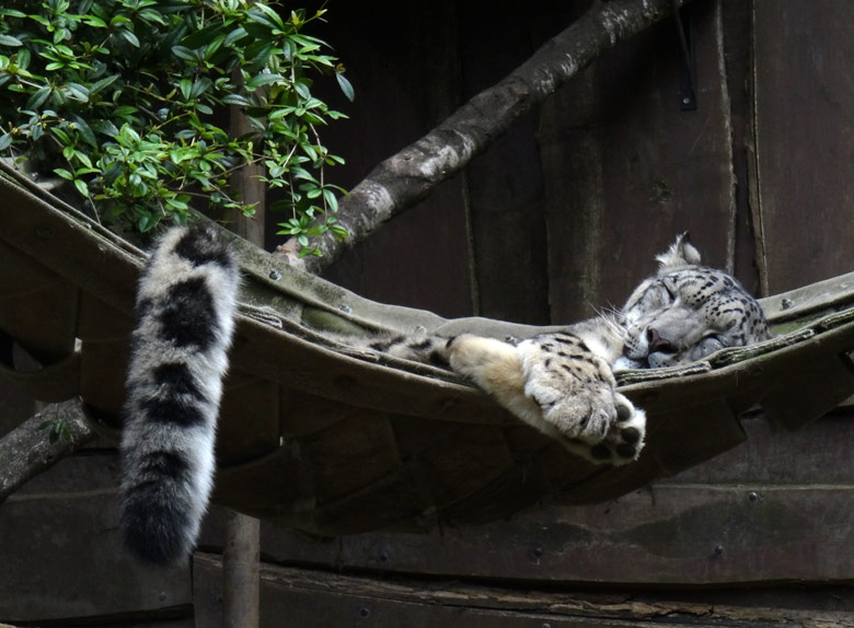 Schneeleopard am 11. Juni 2016 im Zoologischen Garten der Stadt Wuppertal