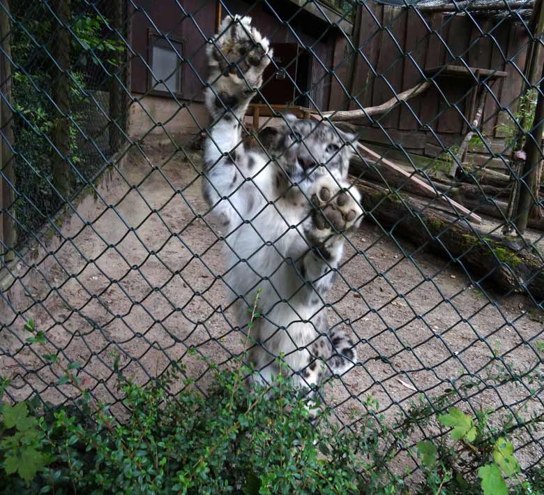 Schneeleopard Irbis am 12. Juni 2016 im Wuppertaler Zoo