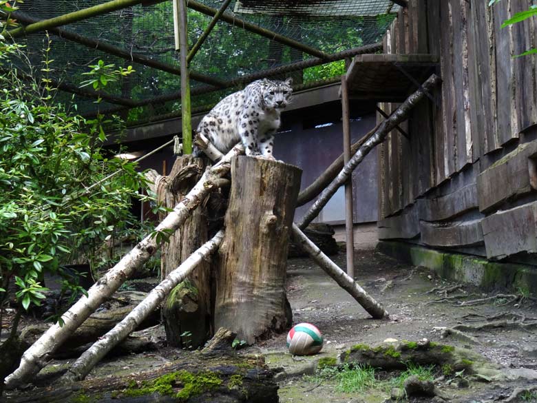 Schneeleopard "Irbis" am 2. Juli 2016 im Zoo Wuppertal