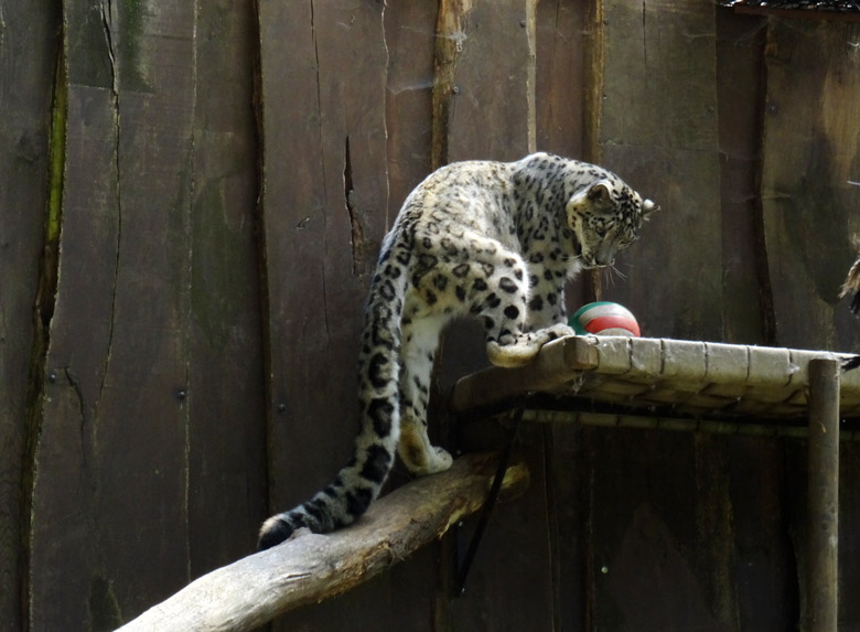 Schneeleopard "Irbis" am 2. Juli 2016 im Wuppertaler Zoo