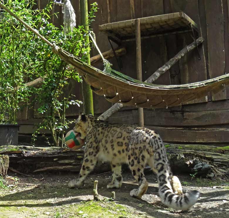 Schneeleopard "Irbis" am 2. Juli 2016 im Zoologischen Garten Wuppertal