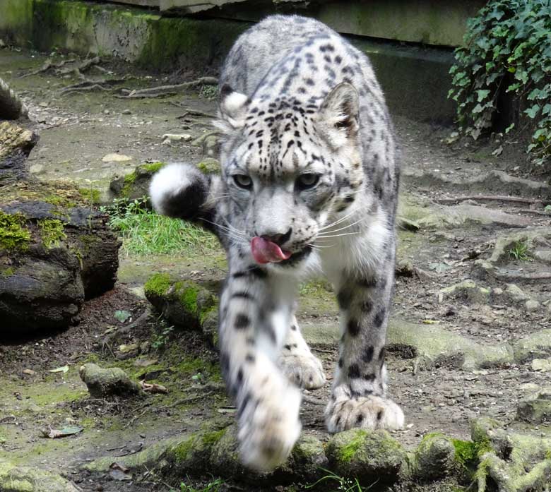 Schneeleopard "Irbis" am 2. Juli 2016 im Wuppertaler Zoo