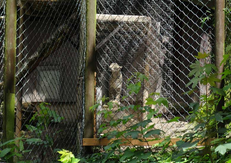 Schneeleopardin "Aditi" am 2. Juli 2016 im Zoologischen Garten der Stadt Wuppertal