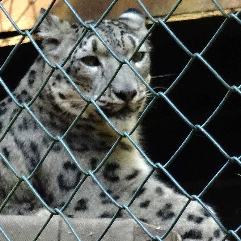 Schneeleopardin "Aditi" am 22. Juli 2016 auf der kleinen Außenanlage für Schneeleoparden im Zoologischen Garten der Stadt Wuppertal