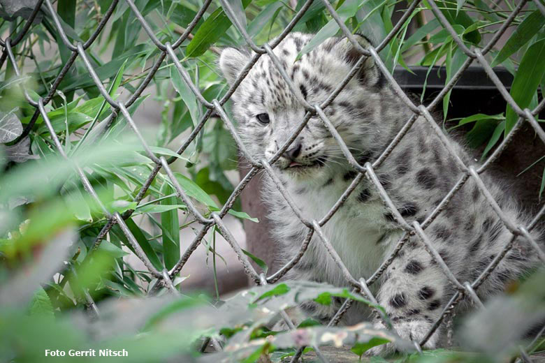 Schneeleoparden-Jungtier am 24. Juli 2016 im Zoo Wuppertal (Foto Gerrit Nitsch)