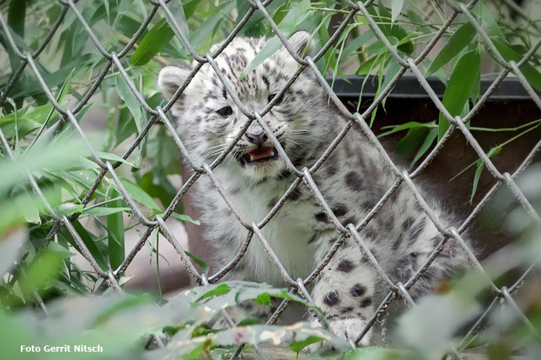 Schneeleoparden-Jungtier am 24. Juli 2016 im Zoologischen Garten Wuppertal (Foto Gerrit Nitsch)