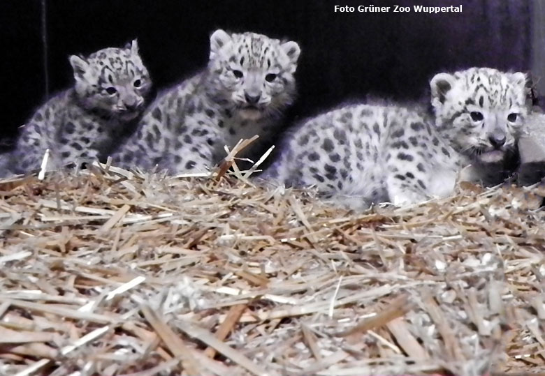 Drei Schneeleoparden-Jungtiere im Juli 2016 im Wuppertaler Zoo (Foto Grüner Zoo Wuppertal)