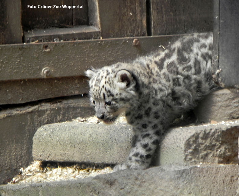 Schneeleoparden-Jungtier im Juli 2016 im Zoologischen Garten der Stadt Wuppertal (Foto Grüner Zoo Wuppertal)