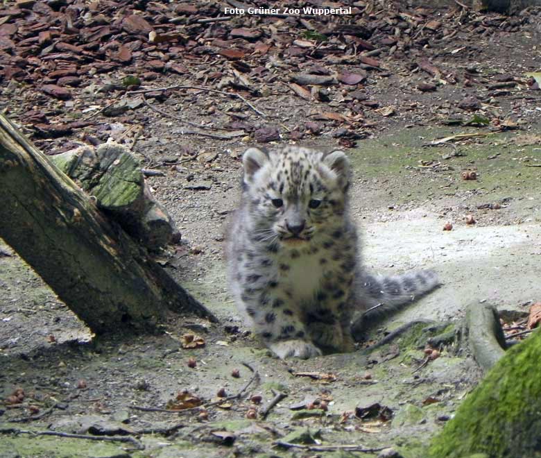 Schneeleoparden-Jungtier Bhavani im Juli 2016 im Grünen Zoo Wuppertal (Foto Grüner Zoo Wuppertal)