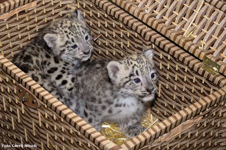 Schneeleoparden-Jungtiere am 28. Juli 2016 im Wuppertaler Zoo (Foto Gerrit Nitsch)