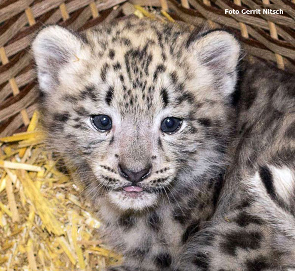 Schneeleoparden-Jungtier Bhavani am 28. Juli 2016 im Wuppertaler Zoo (Foto Gerrit Nitsch)