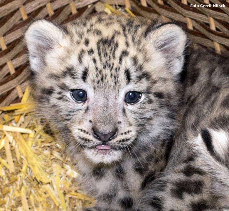 Schneeleoparden-Jungtier am 28. Juli 2016 im Zoo Wuppertal (Foto Gerrit Nitsch)