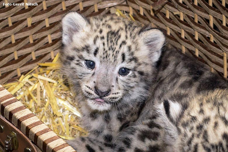 Weibliches Schneeleoparden-Jungtier Bhavani am 28. Juli 2016 im Grünen Zoo Wuppertal (Foto Gerrit Nitsch)