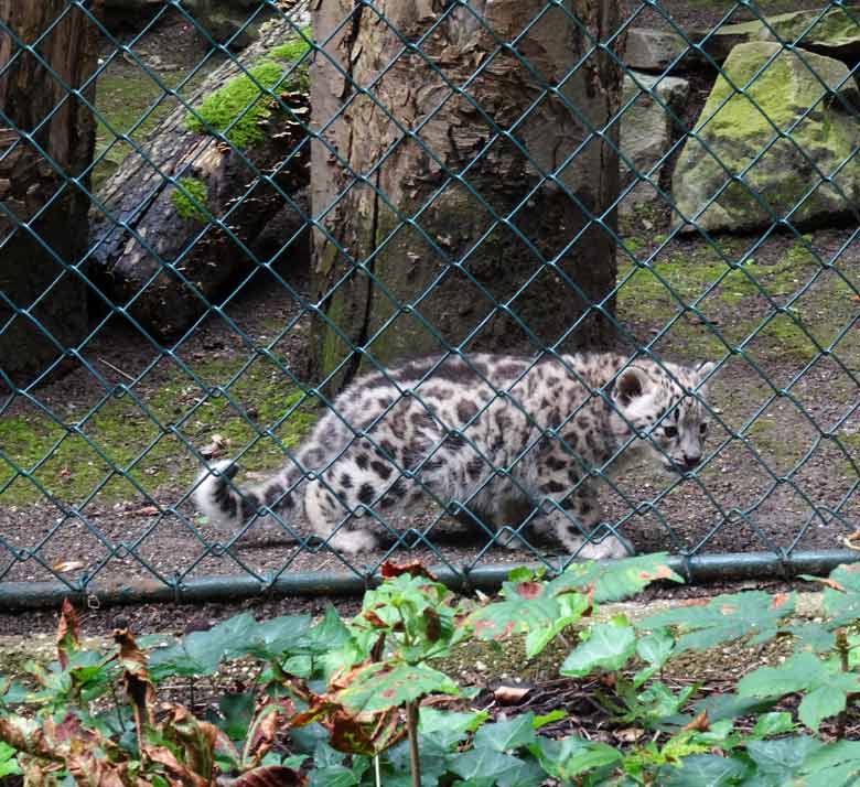 Schneeleoparden-Jungtier am 4. August 2016 auf der ehemaligen Uhu-Anlage im Zoologischen Garten der Stadt Wuppertal