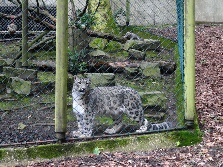 Schneeleopardenkatze Aditi mit Jungtier am 4. August 2016 auf der ehemaligen Uhu-Anlage im Wuppertaler Zoo